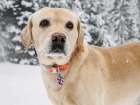 Yellow Labrador portrait outdoors in snow. Art Print